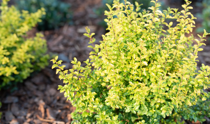 5 Drought-Tolerant Shrubs with Serious Survival Skills